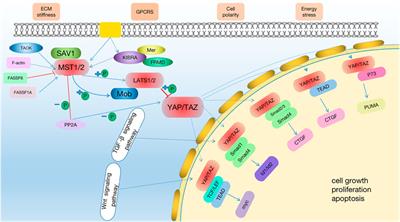 The critical role of the Hippo signaling pathway in kidney diseases